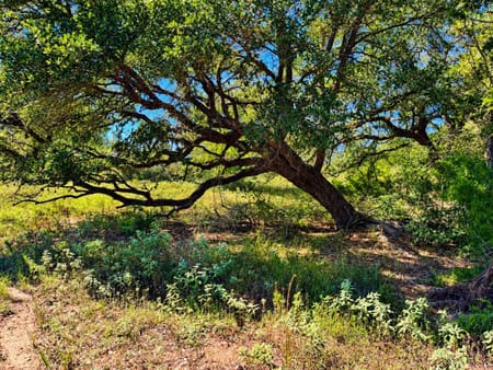 Hallettsville, TX 77964 Lavaca County