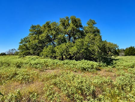 Hallettsville, TX 77964 Lavaca County