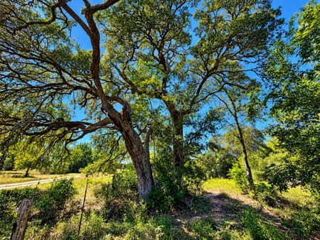 Hallettsville, TX 77964 Lavaca County