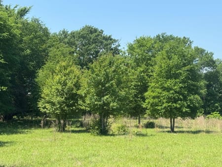 Palestine, TX 75801 Anderson County