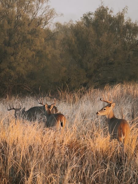 Paducah, TX 79248 Cottle County