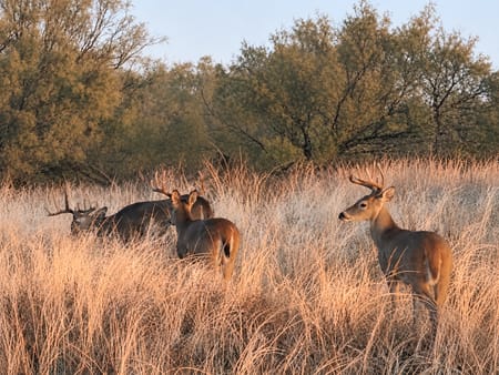 Paducah, TX 79248 Cottle County