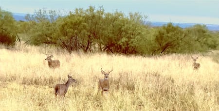 Paducah, TX 79248 Cottle County