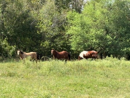 Brookshire, TX 77423 Waller County