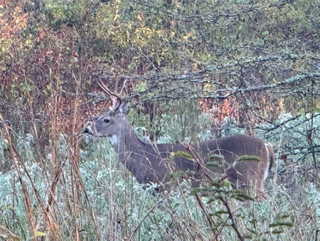 Moyers, OK 74557 Pushmataha County