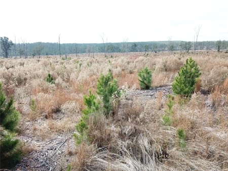 Colmesneil, TX 75938 Tyler County