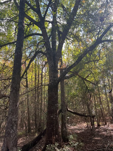 Kountze, TX 77663 Hardin County