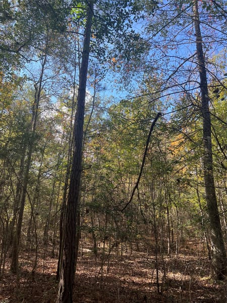 Kountze, TX 77663 Hardin County