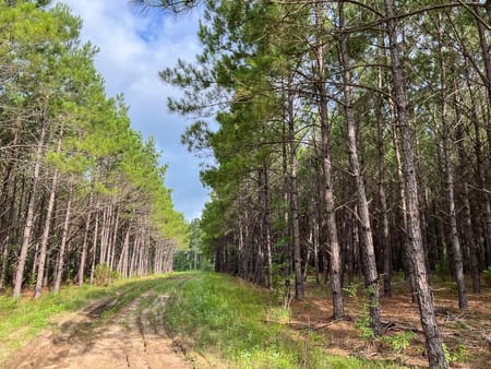 Willis, TX 77378 San Jacinto County