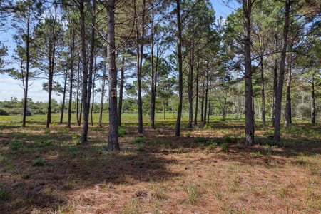 Sealy, TX 77474 Austin County