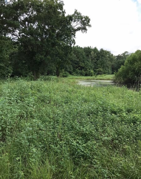 Chester, TX 75936 Tyler County