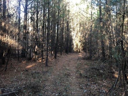 Plain Dealing, LA 71064 Bossier Parish