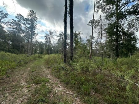 Willis, TX 77378 San Jacinto County