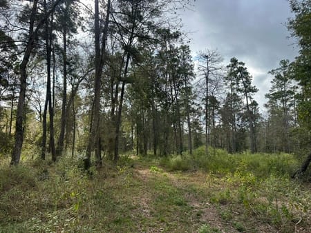 Willis, TX 77378 San Jacinto County