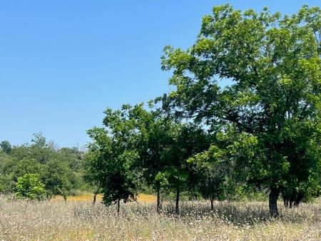 Hamilton, TX 76531 Hamilton County
