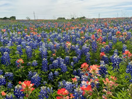 Ennis, TX 75119 Ellis County