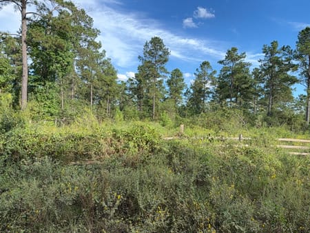 Livingston, TX 77351 Polk County