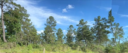 Livingston, TX 77351 Polk County