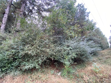 Center, TX 75935 Shelby County