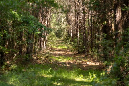 Broaddus, TX 75929 San Augustine County