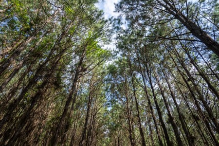 Broaddus, TX 75929 San Augustine County