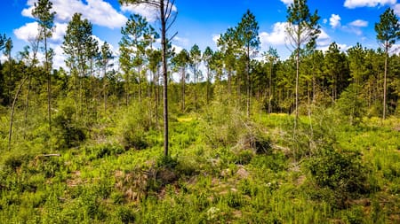 Livingston, TX 77351 Polk County