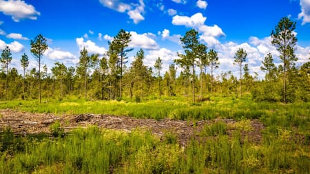 Livingston, TX 77351 Polk County