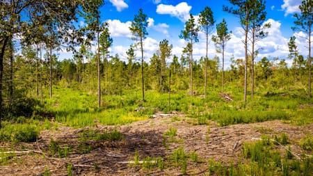 Livingston, TX 77351 Polk County