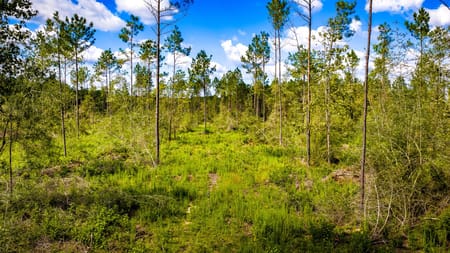 Livingston, TX 77351 Polk County