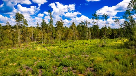 Livingston, TX 77351 Polk County
