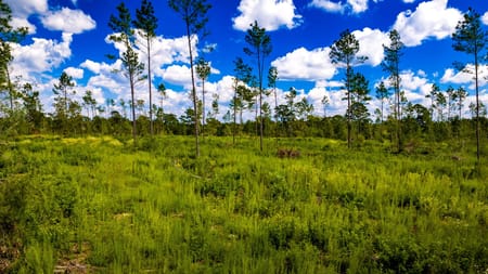 Livingston, TX 77351 Polk County