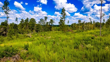 Livingston, TX 77351 Polk County