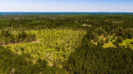 Livingston, TX 77351 Polk County
