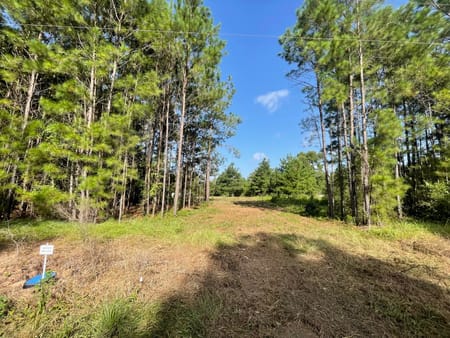 Livingston, TX 77351 Polk County