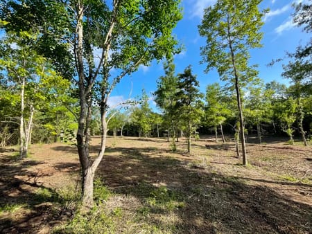 Livingston, TX 77351 Polk County