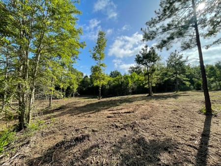 Livingston, TX 77351 Polk County