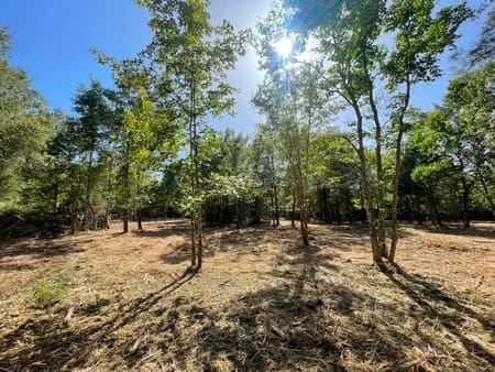Livingston, TX 77351 Polk County