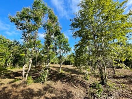 Livingston, TX 77351 Polk County