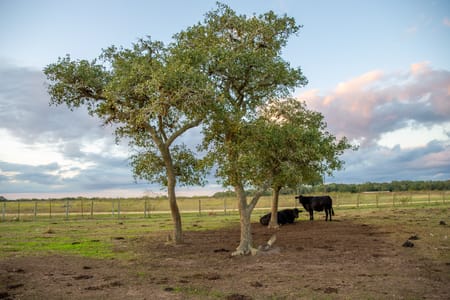 Hallettsville, TX 77964 Lavaca County