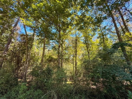Woodville, TX 75979 Tyler County