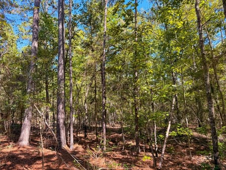 Woodville, TX 75979 Tyler County