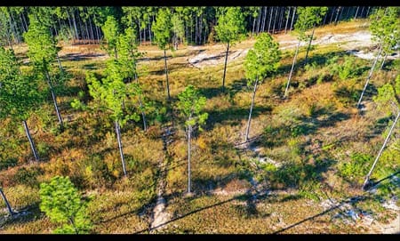 Moscow, TX 75960 Polk County
