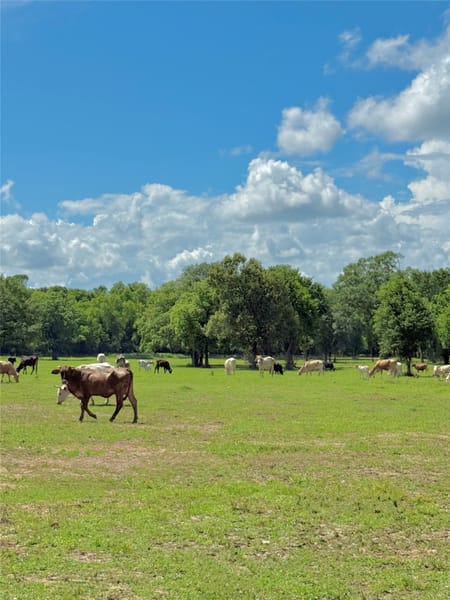 Montgomery, TX 77316 Montgomery County