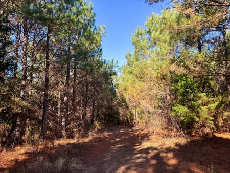 Linden, TX 75563 Cass County