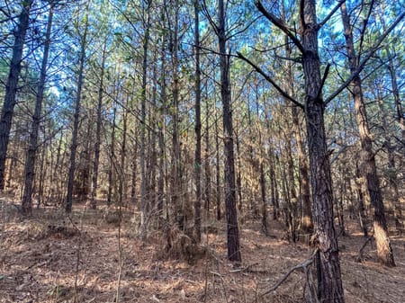 Linden, TX 75563 Cass County