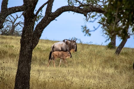 Harper, TX 78631 Gillespie County
