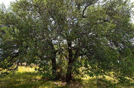 Horseshoe Bay, TX 78657 Llano County