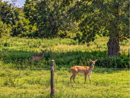 Harwood, TX 78632 Gonzales County