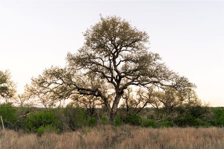 San Marcos, TX 78666 Hays County