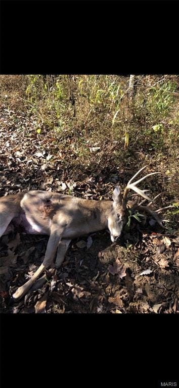 Grandin, MO 63943 Carter County